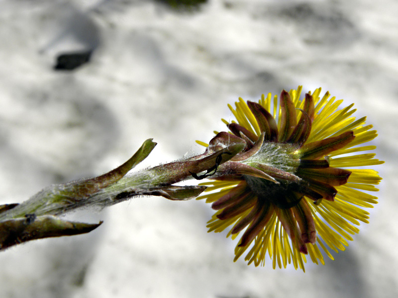 Tussilago farfara